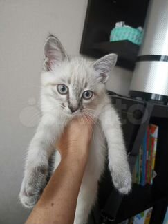 Тайский котенок 2,5 месяца