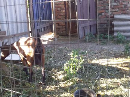Продается дойная камерунская коза и козлик на плем - фотография № 1