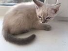 Тайская голубоглазая котенок девочка