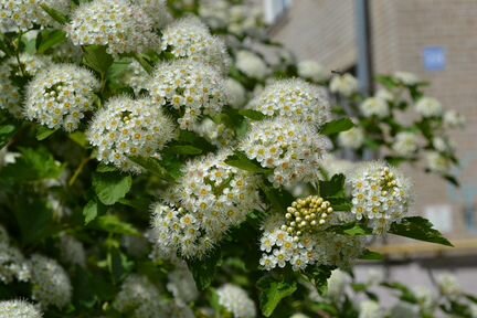 Пузыреплодник 0.6 - 0.8 м