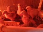 Цыплята несушки домашние