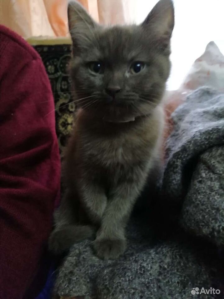 The cat is in a good pen