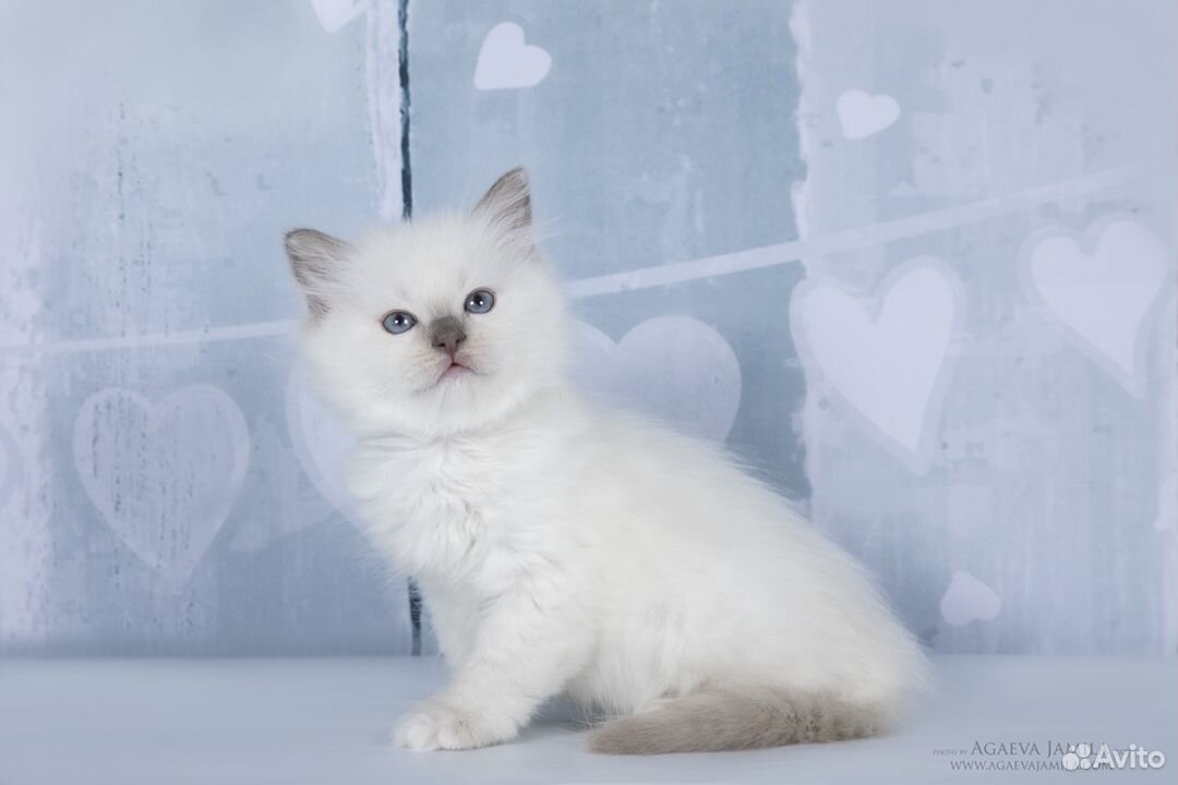 Рэгдолл куколка Ragdoll