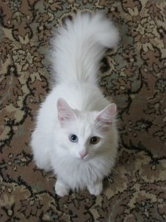 Кошка породы Турецкая ангора
