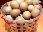 Яйца куриные для инкубации или на еду
