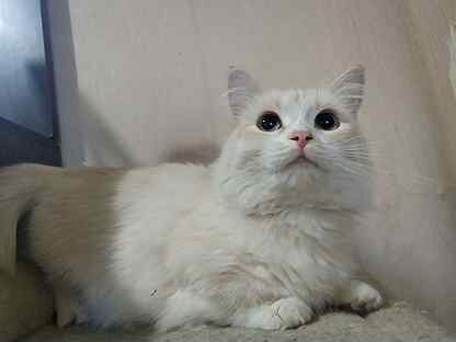 Кошки и котята ðŸˆ породы Манчкин: купить недорого в Иваново | Цены на