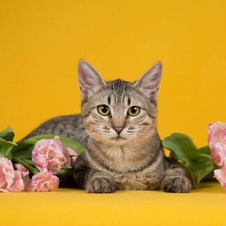 Маркус ищет дом