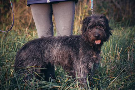 Чаровница Чапа, метис миттельшнауцера в дар