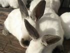 Кролики Калифорния объявление продам
