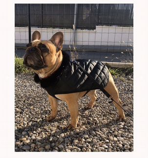 Комбинезон для собаки