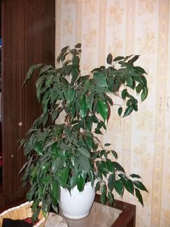 Бенджамина