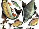 Речная рыба оптом и в розницу