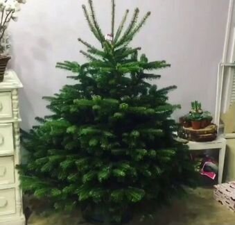 Живая новогодняя ель