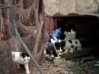 Ищем передержку для кошки с котятами