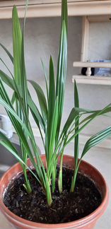 Финиковая пальма из косточек,гиппеаструм