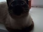 Вязка.Сиамский (Тайский) кот