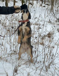 Собака редкого тигрового окраса