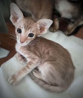 Кошечка пятнистый фавн