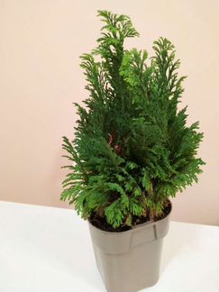 Можжевельник