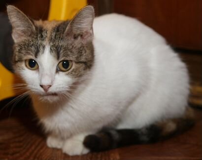Трехцветная кошка молодая кошка Эльза, 1.5 года