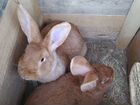 Кролики породы Бургундия(мясная порода) объявление продам