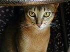 Абиссинский кот Вязка