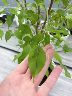 Фикус бенджамина 90см