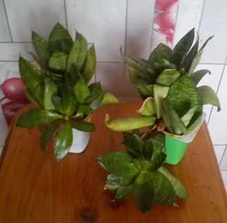 Сансевьера «Щучий хвост»