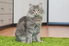 Cерый пушистенький котик Поль ищет дом