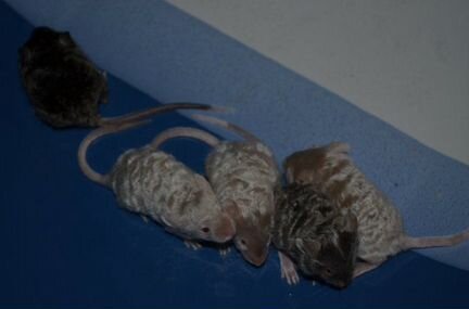 Кучерявые мышата