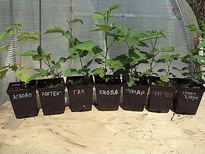 саженцы идеревья на овито. саженцы фруктовых деревьев. саженцы плодовых кустарников. авито саженцы растения. саженцы яблоня, абрикос, слива, груша.