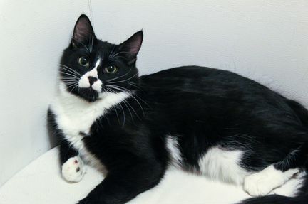 Матвей ищет дом